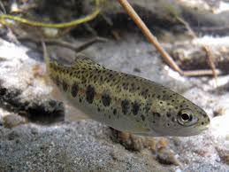 Image result for Oncorhynchus mykiss