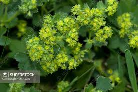 Image result for Alchemilla vulgaris