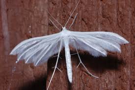 Attēlu rezultāti vaicājumam “Pterophorus pentadactyla”