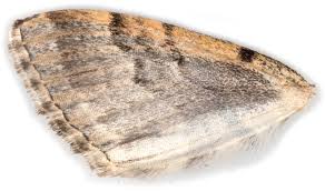 Attēlu rezultāti vaicājumam “Xanthorhoe designata”