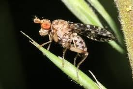 Attēlu rezultāti vaicājumam “Trypetoptera punctulata”