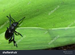 Attēlu rezultāti vaicājumam “Meloe sp.”