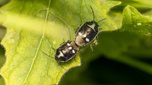 Attēlu rezultāti vaicājumam “Eurydema oleracea imago”