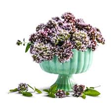 Attēlu rezultāti vaicājumam “Origanum vulgare bud”