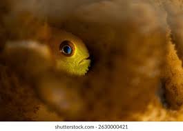 Attēlu rezultāti vaicājumam “Pogonatum dentatum macro”