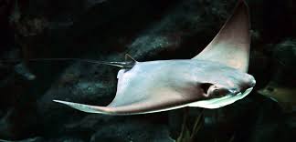 Image result for Rhinoptera bonasus