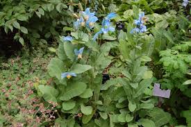 Image result for Meconopsis betonicifolia alba