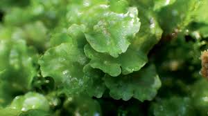 Attēlu rezultāti vaicājumam “Hymenostylium recurvirostrum macro”