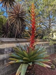 Attēlu rezultāti vaicājumam “Arcyria imperialis stalked”