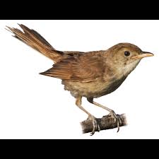 Image result for Acrocephalus aedon