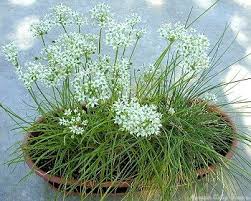 Image result for Allium tuberosum