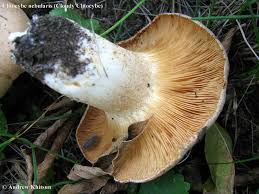 Attēlu rezultāti vaicājumam “Clitocybe nebularis”