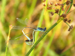 Attēlu rezultāti vaicājumam “Ischnura pumilio”