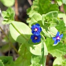 Image result for Anagallis arvensis