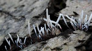 Attēlu rezultāti vaicājumam “Typhula erythropus”