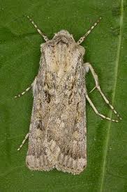 Attēlu rezultāti vaicājumam “Agrotis ripae”