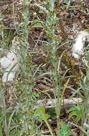 Attēlu rezultāti vaicājumam “Gnaphalium sylvaticum”