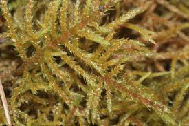 Attēlu rezultāti vaicājumam “Hylocomiastrum umbratum”