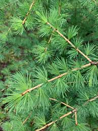 Attēlu rezultāti vaicājumam “Larix”