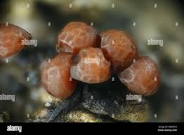 Attēlu rezultāti vaicājumam “Trichia varia macro”