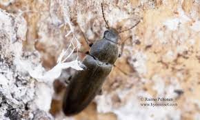 Attēlu rezultāti vaicājumam “Xylita laevigata”