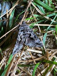 Attēlu rezultāti vaicājumam “Syngrapha interrogationis”