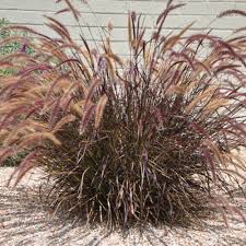 Image result for Miscanthus sinensis Zebrina