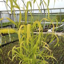 Attēlu rezultāti vaicājumam “Milium effusum”