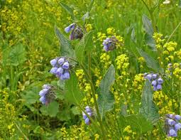 Attēlu rezultāti vaicājumam “Symphytum asperum”