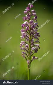 Attēlu rezultāti vaicājumam “Orchis militaris”