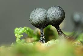 Attēlu rezultāti vaicājumam “Cribrariaceae”