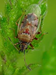 Attēlu rezultāti vaicājumam “Kleidocerys resedae”