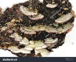 Attēlu rezultāti vaicājumam “Trichaptum abietinum”