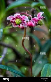 Attēlu rezultāti vaicājumam “Chimaphila umbellata bud”