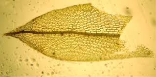 Attēlu rezultāti vaicājumam “Physcomitrium pyriforme sporophyte”