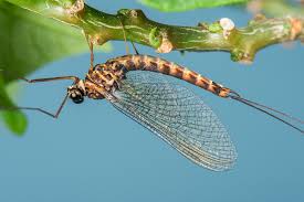 Attēlu rezultāti vaicājumam “Siphlonurus”