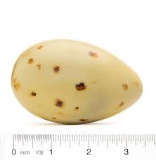 Attēlu rezultāti vaicājumam “Grus grus eggs”