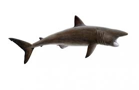 Image result for Cetorhinus maximus