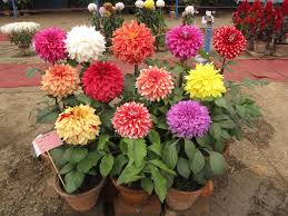 Image result for Dahlia x pinnata `Redskin`