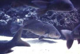 Image result for Aplodinotus grunniens