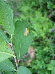 Attēlu rezultāti vaicājumam “Salix aurita leaf”