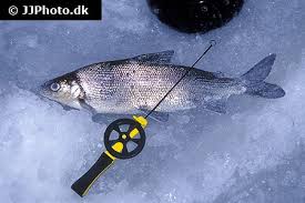 Image result for Coregonus oxyrinchus