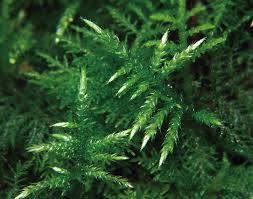 Attēlu rezultāti vaicājumam “Cirriphyllum piliferum”