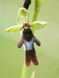 Attēlu rezultāti vaicājumam “Ophrys insectifera leaf”