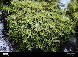 Attēlu rezultāti vaicājumam “Tortella tortuosa”