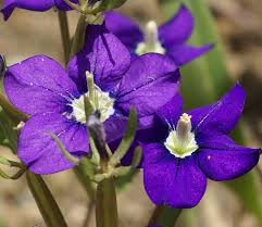 Image result for Legousia speculum-veneris