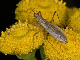 Attēlu rezultāti vaicājumam “Nabis limbatus”