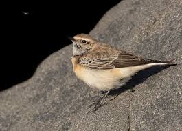 Image result for Oenanthe pleschanka