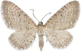 Attēlu rezultāti vaicājumam “Eupithecia satyrata”