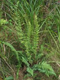 Attēlu rezultāti vaicājumam “Dryopteris cristata”